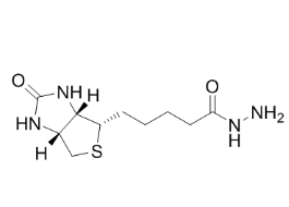 66640-86-6；Biotin hydrazide；生物素酰肼