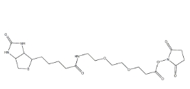 596820-83-6，Biotin-PEG2-NHS ester，9-(生物素氨基)-4,7-二氧雜壬酸N-琥珀酰亞胺酯