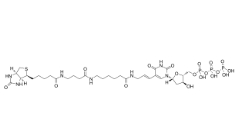 Biotin-16-dUTP，86303-26-6