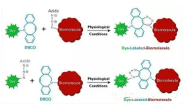 二苯基環(huán)辛炔聚乙二醇葉酸，分子量：2000、3400，DBCO-PEG-Folate