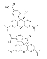 TAMRA Acid|98181-63-6|羧基四甲基羅丹明          瑞禧生物