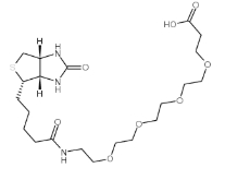  cas:721431-18-1，(+)-Biotin-PEG24-CH2CH2COOH ，15-[D-(+)-生物素氨基]-4,7,10,13-四氧雜十五烷酸